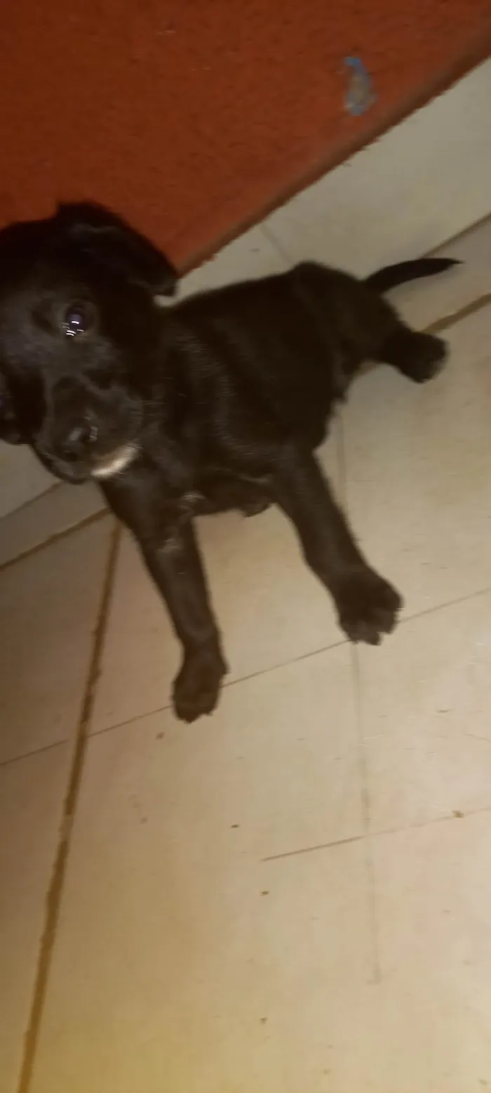 Cachorro ra a SRD-ViraLata idade Abaixo de 2 meses nome Pretinho