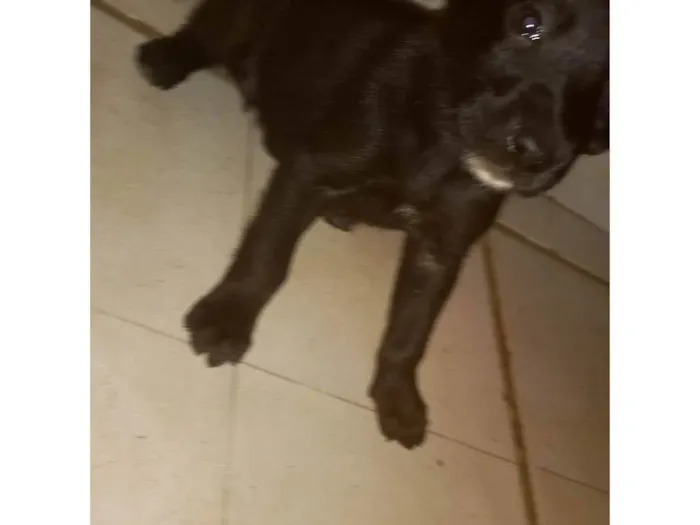 Cachorro ra a SRD-ViraLata idade Abaixo de 2 meses nome Pretinho