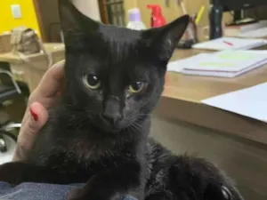 Gato raça SRD-ViraLata idade 2 a 6 meses nome Joaquim 