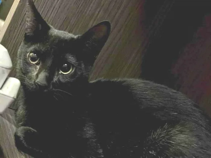 Gato ra a SRD-ViraLata idade 2 a 6 meses nome Joaquim 