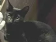 Joaquim