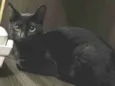Joaquim 