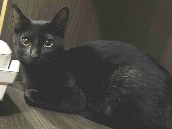 Gato ra a SRD-ViraLata idade 2 a 6 meses nome Joaquim 