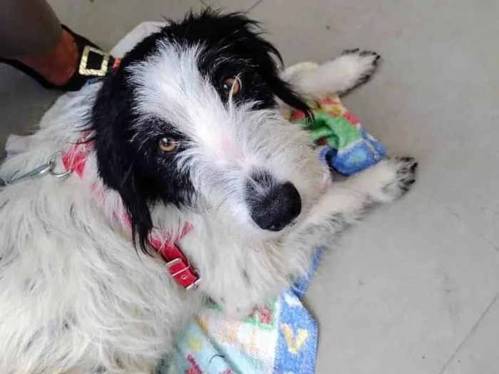Cachorro ra a SRD-ViraLata idade 1 ano nome Rania 