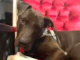 Gilda mix Staffordshire Bull terrier