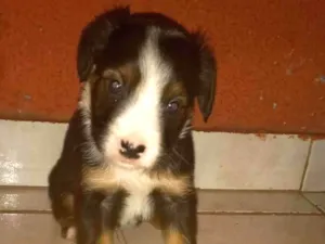 Cachorro raça Vira-lata idade Abaixo de 2 meses nome Peludo