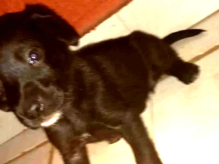 Cachorro ra a SRD-ViraLata idade Abaixo de 2 meses nome Pretinho