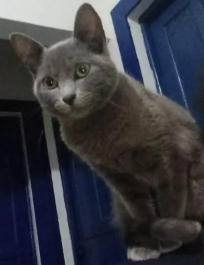 Gato ra a Vira lata idade 7 a 11 meses nome Leonardo