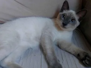 Cachorro raça  idade 2 a 6 meses nome Pitoco