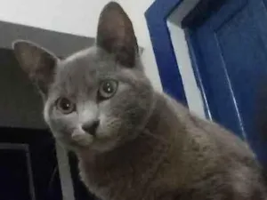 Gato raça Vira lata idade 7 a 11 meses nome Leonardo