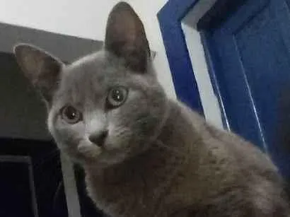 Gato raça Vira lata idade 7 a 11 meses nome Leonardo