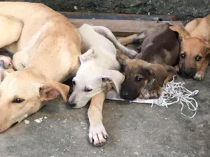 Cachorro raça SRD-ViraLata idade 2 a 6 meses nome Bolota