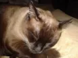 Gato