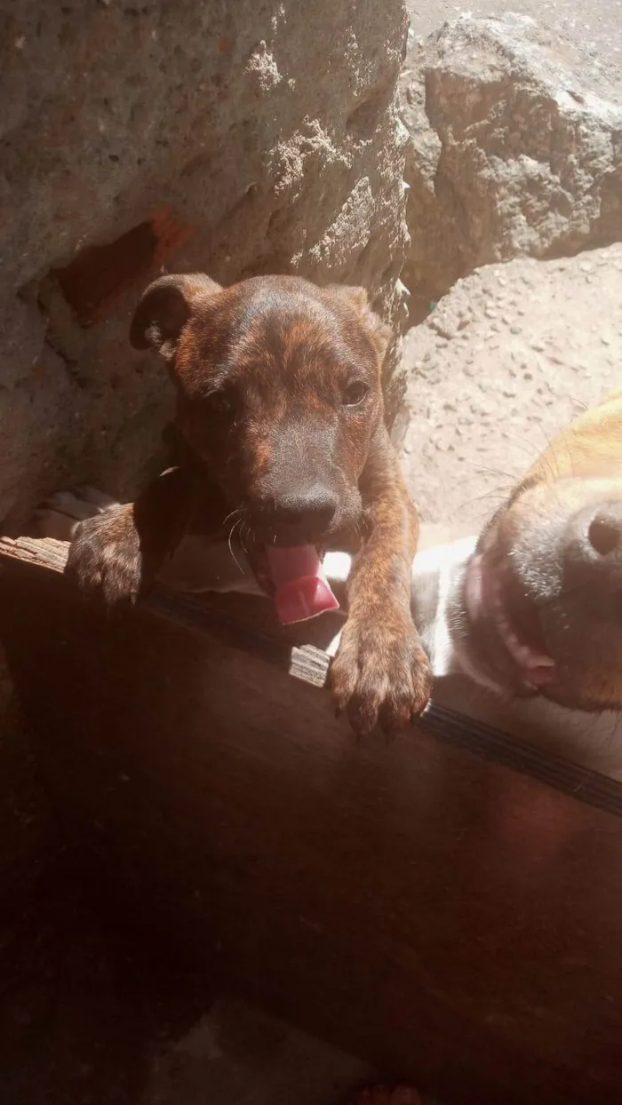 Cachorro ra a Pitbull idade 2 a 6 meses nome Pitbull misturado com rottweiller