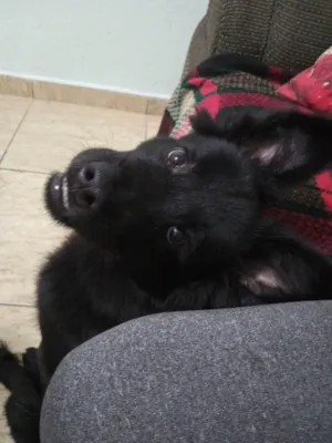 Cachorro raça Show show  idade 2 a 6 meses nome Neitan