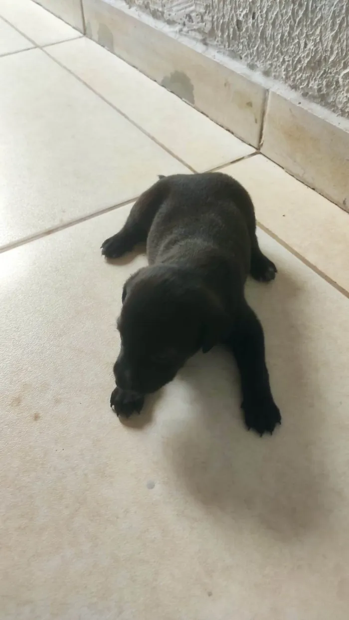 Cachorro ra a SRD-ViraLata idade Abaixo de 2 meses nome Moreninha