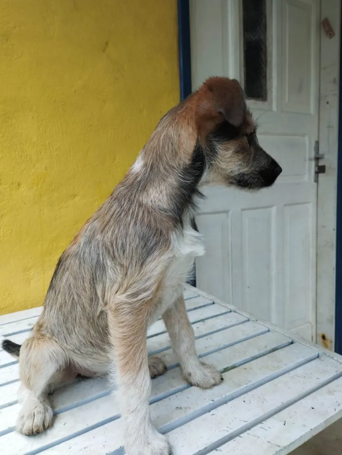 Cachorro ra a SRD-ViraLata idade 2 a 6 meses nome Frida 