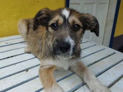 Cachorro raça SRD-ViraLata idade 2 a 6 meses nome Frida 