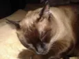 Gato