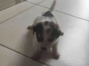 Cachorro raça SRD-ViraLata idade Abaixo de 2 meses nome Branquinho