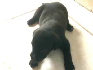 Cachorro raça SRD-ViraLata idade Abaixo de 2 meses nome Moreninha