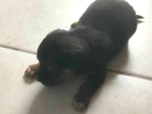 Cachorro raça SRD-ViraLata idade Abaixo de 2 meses nome Suzy