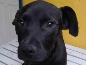 Cachorro raça SRD-ViraLata idade 2 a 6 meses nome Katy