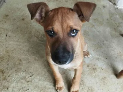 Cachorro raça SRD-ViraLata idade 2 a 6 meses nome Meg