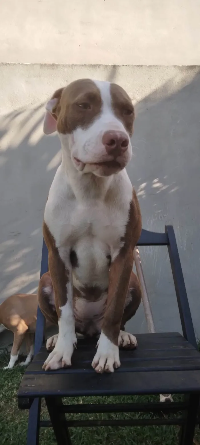 Cachorro ra a Pit-Bull idade 7 a 11 meses nome Hydra