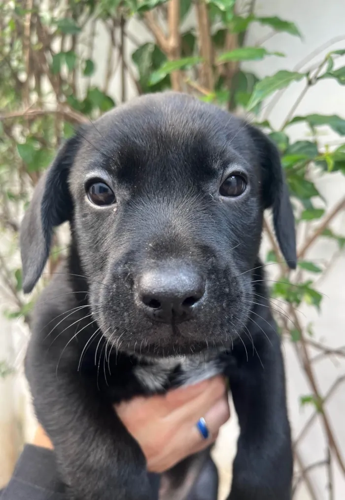 Cachorro ra a SRD-ViraLata idade Abaixo de 2 meses nome Galadriel