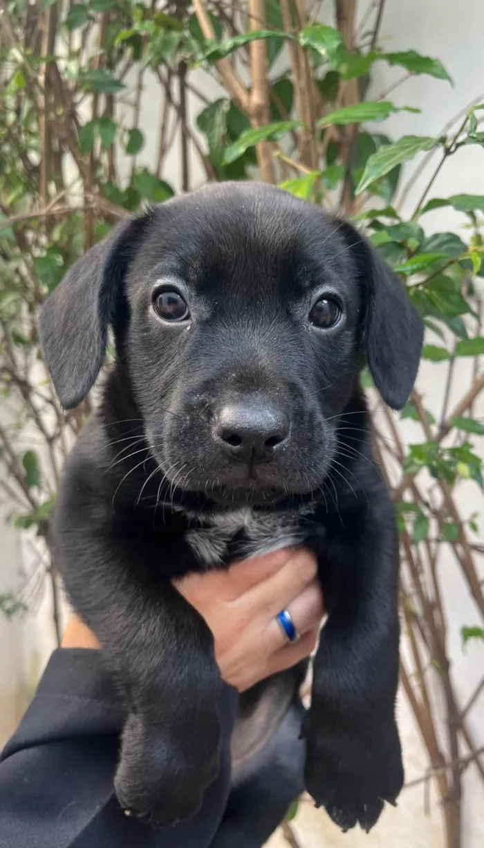 Cachorro ra a SRD-ViraLata idade Abaixo de 2 meses nome Galadriel