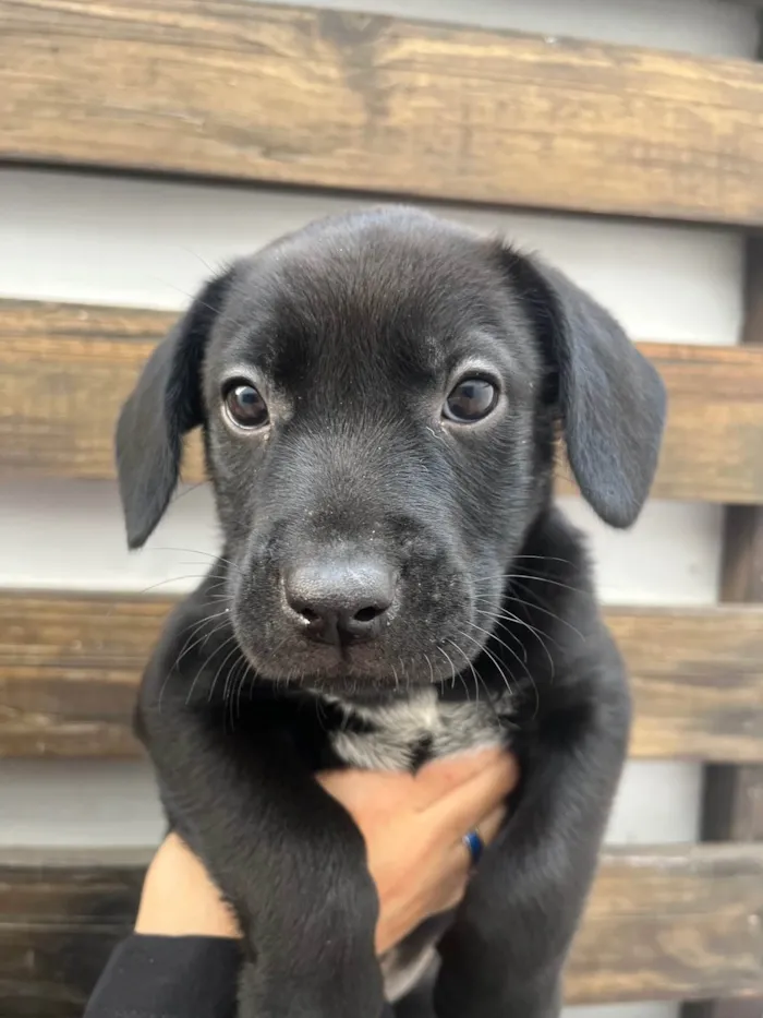 Cachorro ra a SRD-ViraLata idade Abaixo de 2 meses nome Galadriel