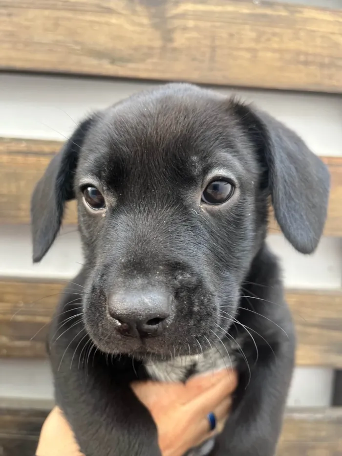 Cachorro ra a SRD-ViraLata idade Abaixo de 2 meses nome Galadriel