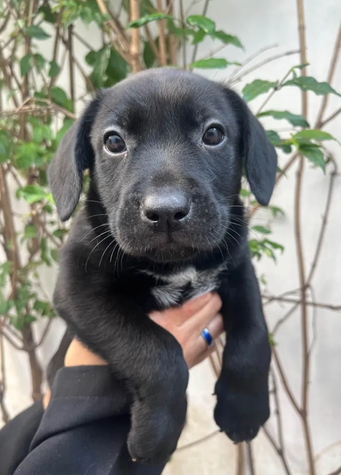 Cachorro ra a SRD-ViraLata idade Abaixo de 2 meses nome Galadriel