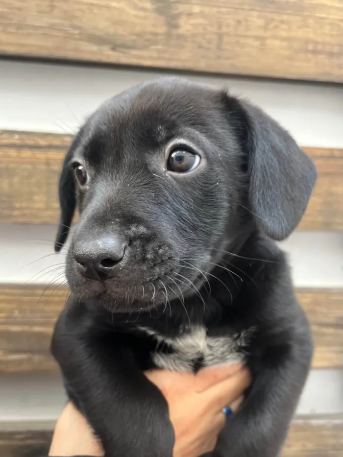 Cachorro ra a SRD-ViraLata idade Abaixo de 2 meses nome Galadriel