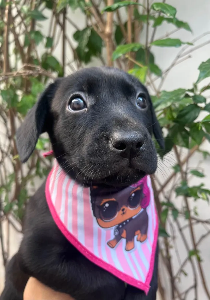 Cachorro ra a SRD-ViraLata idade Abaixo de 2 meses nome Galadriel