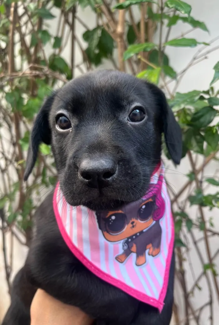 Cachorro ra a SRD-ViraLata idade Abaixo de 2 meses nome Galadriel