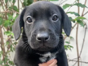 Cachorro raça SRD-ViraLata idade Abaixo de 2 meses nome Galadriel