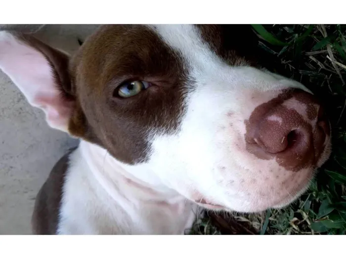 Cachorro ra a Pit-Bull idade 7 a 11 meses nome Hydra