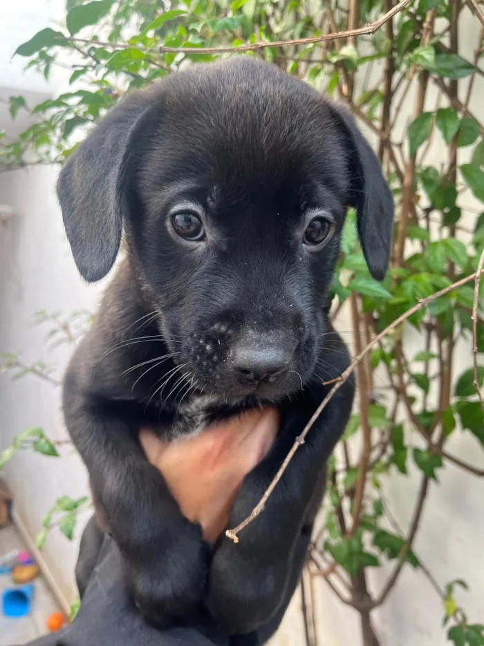 Cachorro ra a SRD-ViraLata idade Abaixo de 2 meses nome Frodo