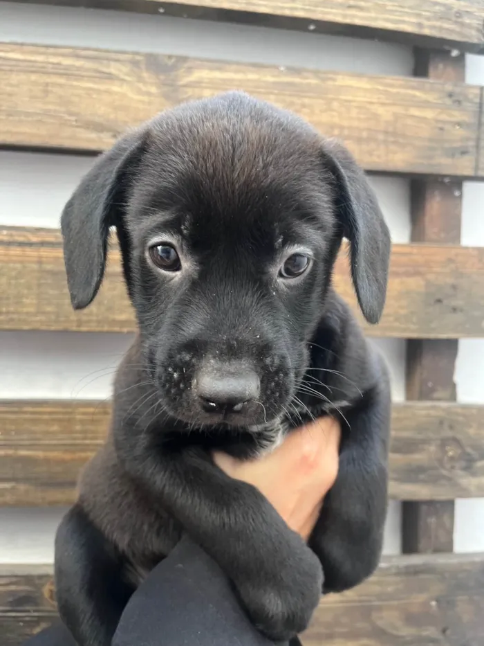 Cachorro ra a SRD-ViraLata idade Abaixo de 2 meses nome Frodo