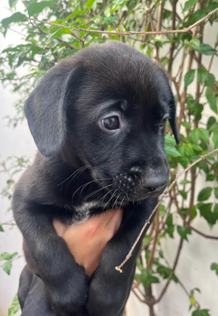 Cachorro ra a SRD-ViraLata idade Abaixo de 2 meses nome Frodo
