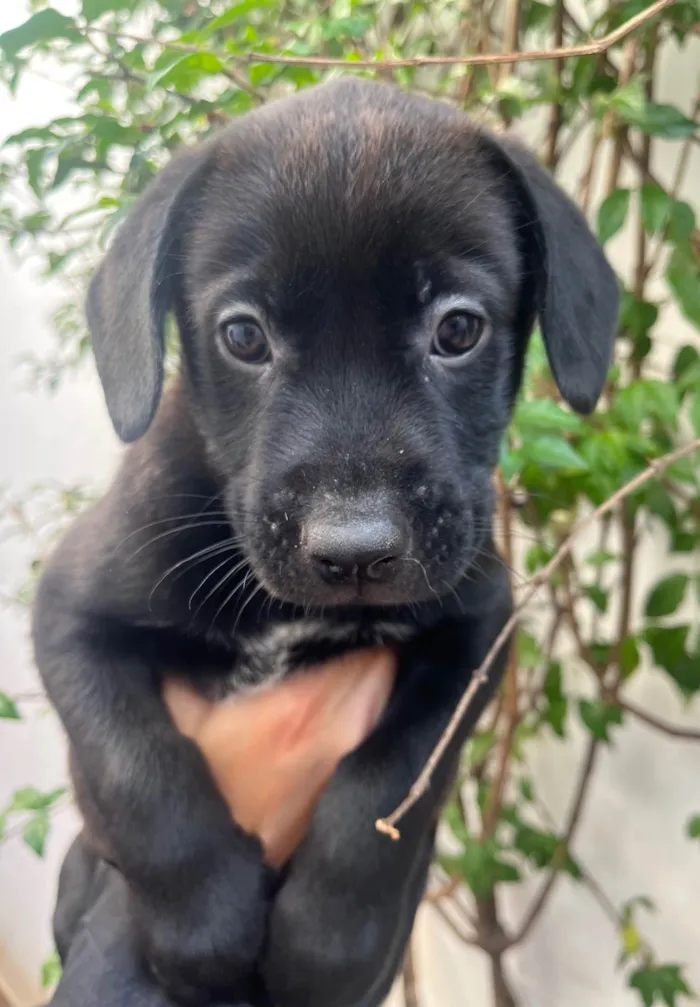 Cachorro ra a SRD-ViraLata idade Abaixo de 2 meses nome Frodo