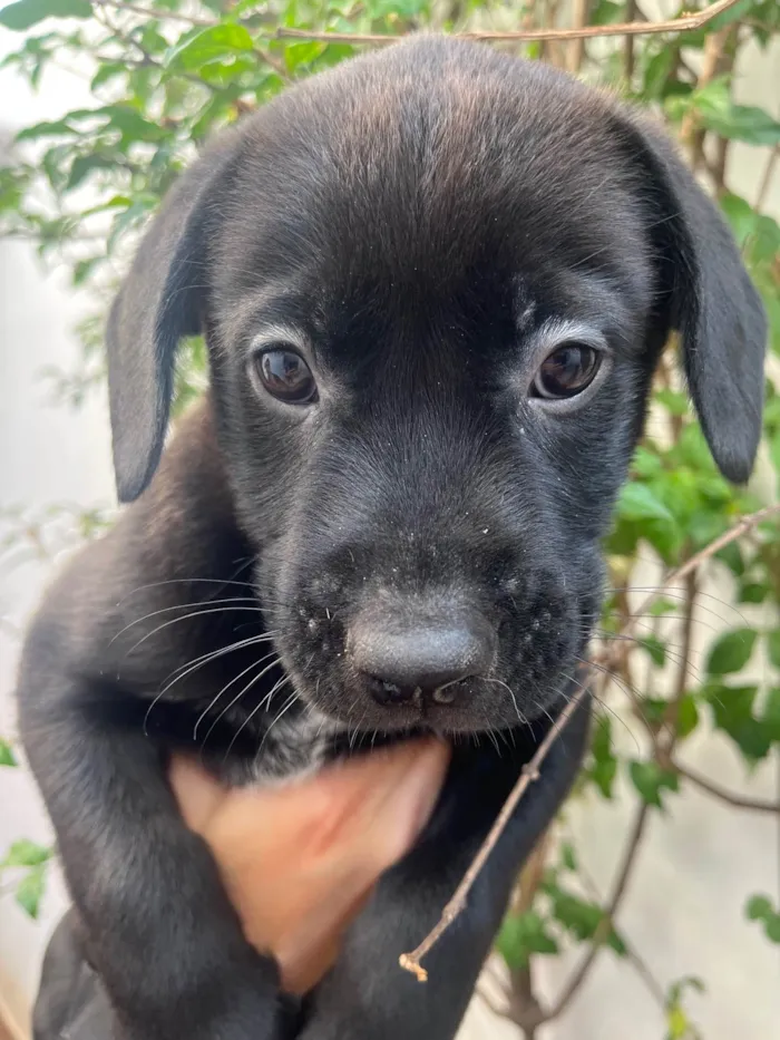 Cachorro ra a SRD-ViraLata idade Abaixo de 2 meses nome Frodo