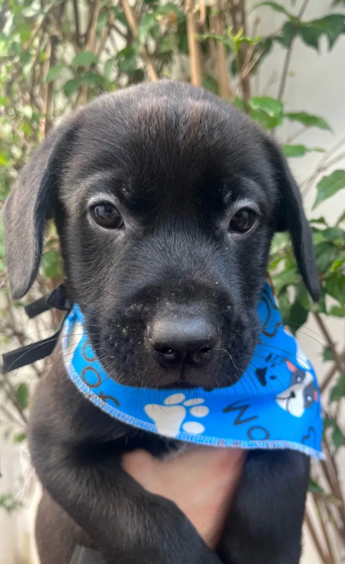 Cachorro ra a SRD-ViraLata idade Abaixo de 2 meses nome Frodo