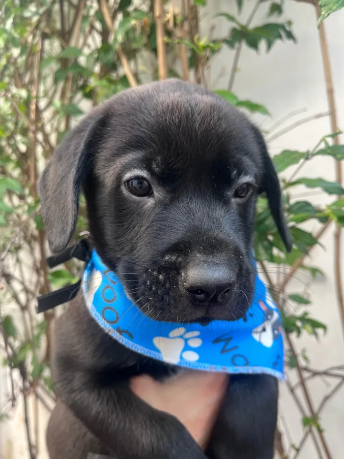 Cachorro ra a SRD-ViraLata idade Abaixo de 2 meses nome Frodo