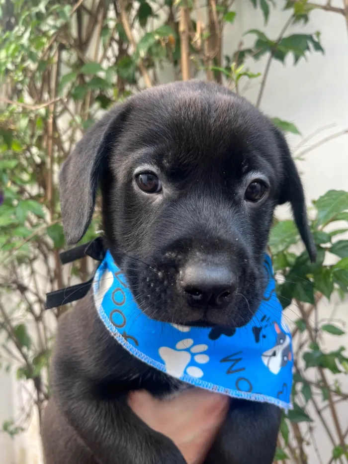 Cachorro ra a SRD-ViraLata idade Abaixo de 2 meses nome Frodo