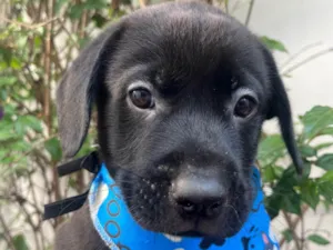 Cachorro raça SRD-ViraLata idade Abaixo de 2 meses nome Frodo