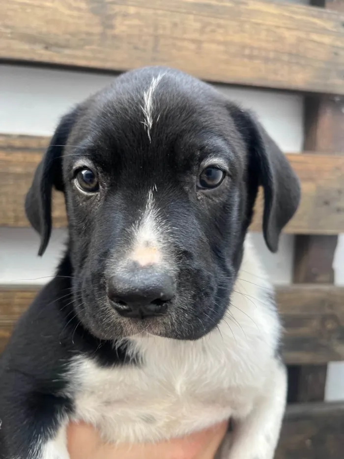 Cachorro ra a SRD-ViraLata idade Abaixo de 2 meses nome Samwise