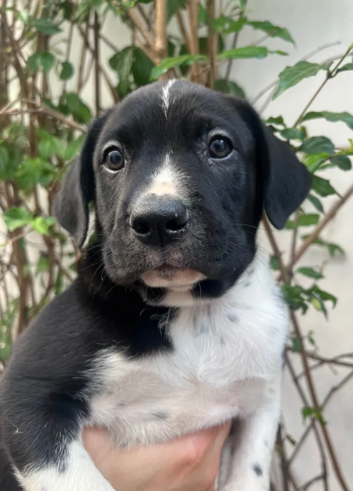 Cachorro ra a SRD-ViraLata idade Abaixo de 2 meses nome Samwise